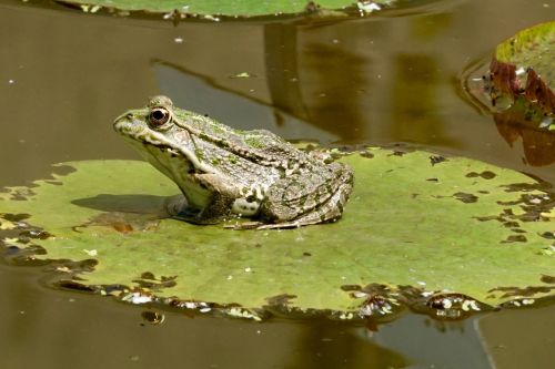 nature lily pad frog