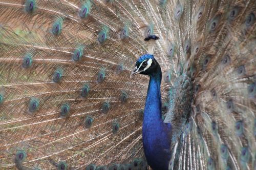 nature zoo peacock
