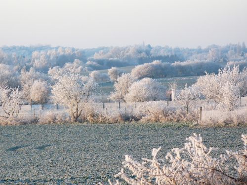 nature frost icy