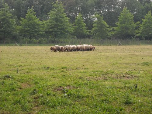 nature green meadow