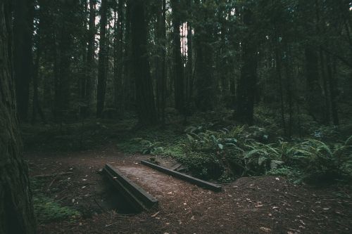 nature bridge woods