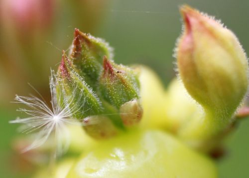 nature buds blooming