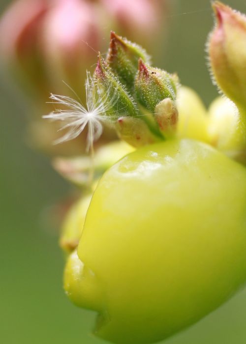 nature buds blooming