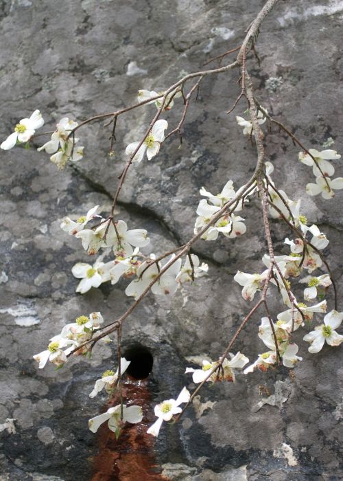 nature buds blooming