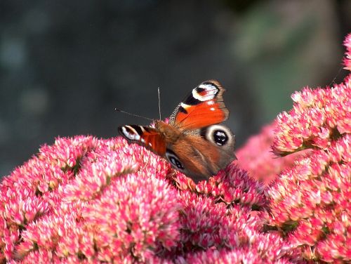 nature butterfly insect