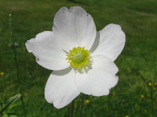 nature flower white