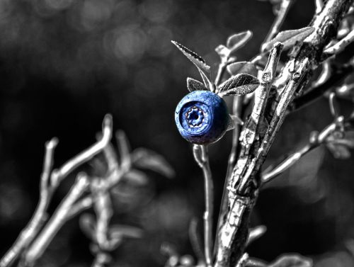 nature macro blueberry