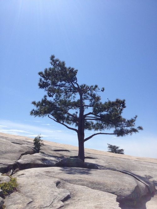 nature mountain tree