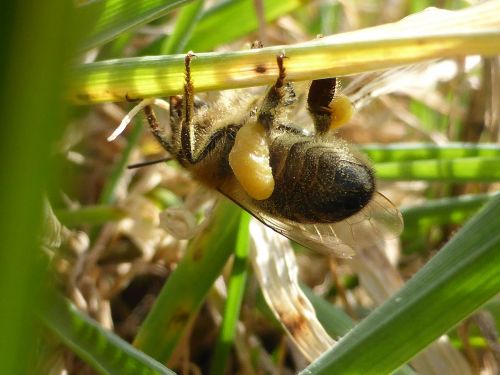 nature bee insect