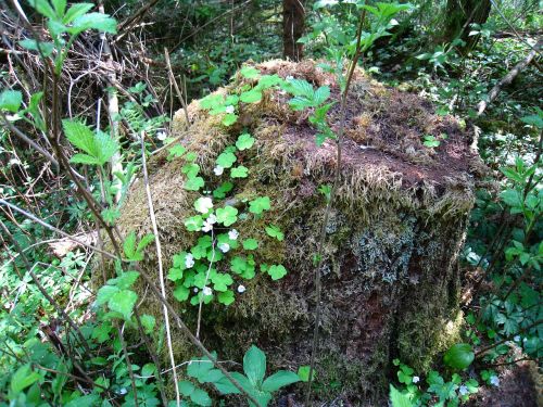 nature stump plants