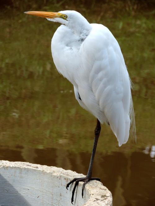 nature heron bird