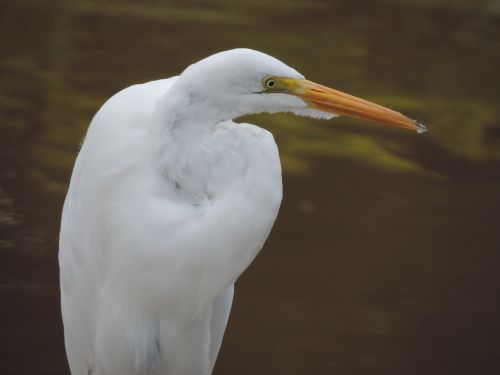 nature heron bird