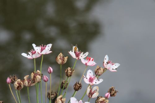 nature plant flower