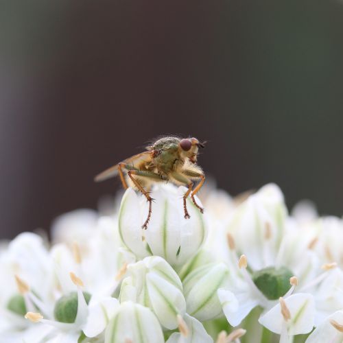 nature bee pollinate