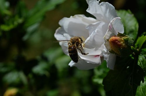 nature flower animal