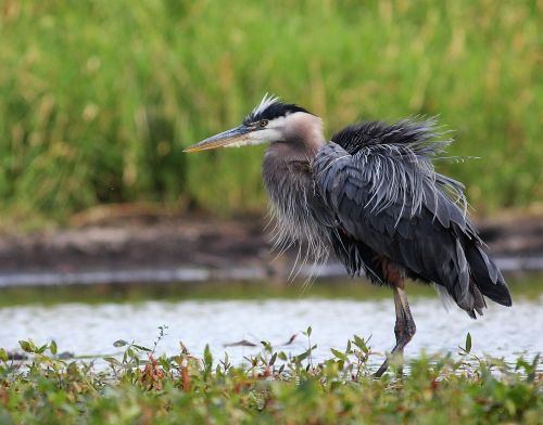 nature blue heron pond