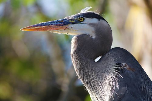 nature blue heron pond