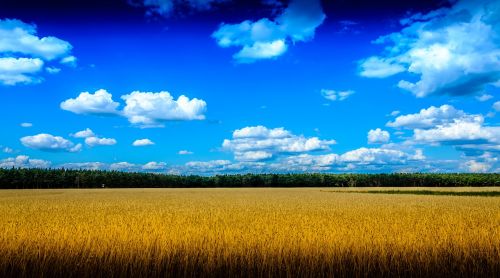 nature field view