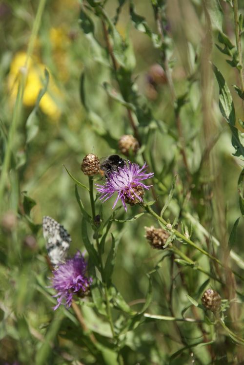 nature flowers sun