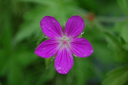 flower droplets dewdrops