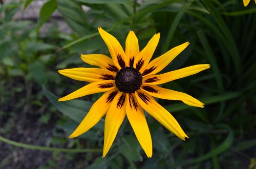 nature flower yellow