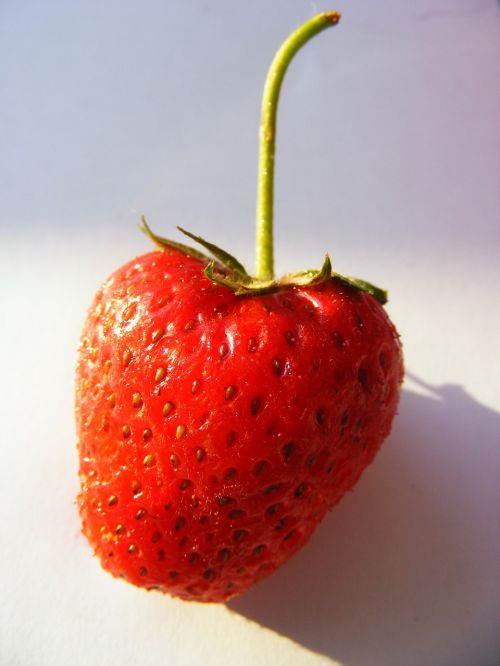nature strawberry fruits
