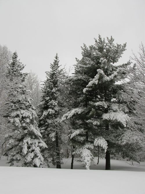 winter nature fir