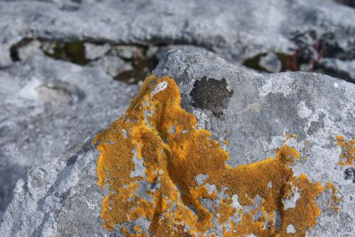 nature flora lichen