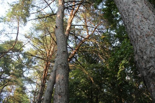 nature tall trees tree