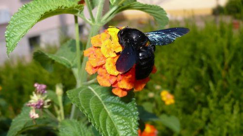 nature black insect