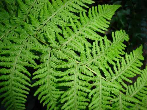 nature fern leaf