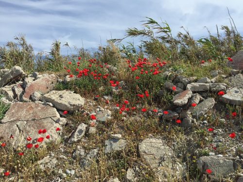 nature flowers sea