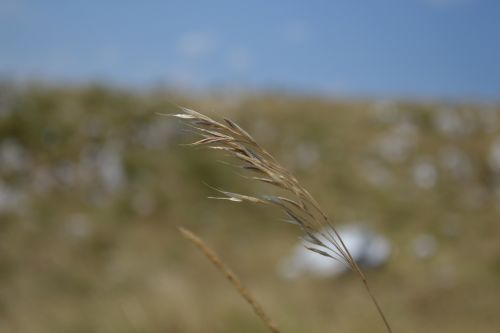 nature blade of grass summer