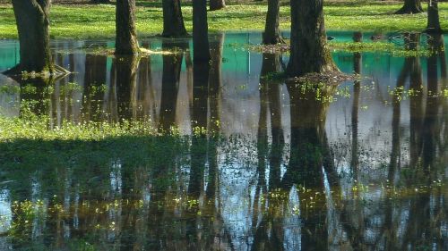 nature reflection water