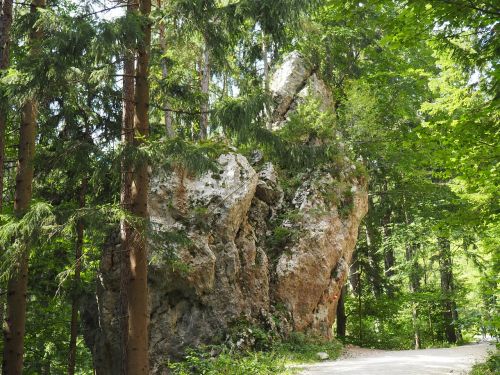 nature rock forest