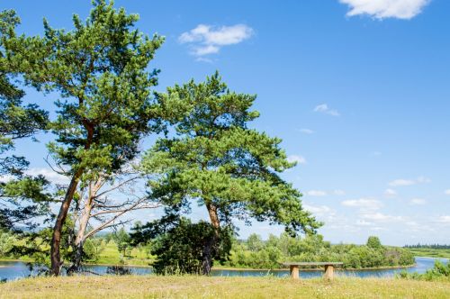 nature sky trees