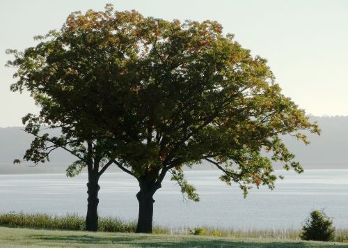 nature trees landscape