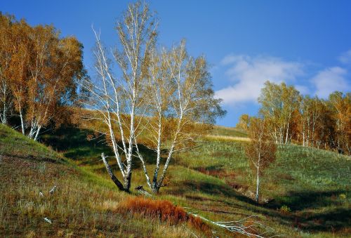 mountain birch nature landscape