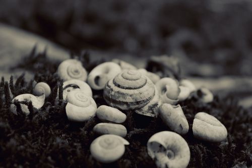 nature seashells black and white