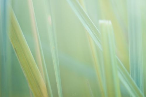 nature grass macro