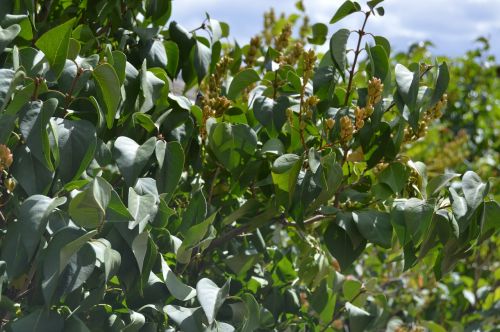 nature leaves outside