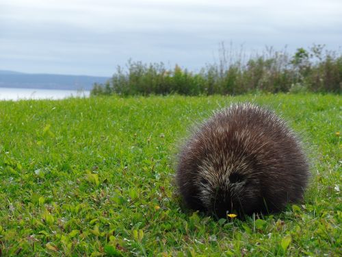 nature porcupine parc national forillon