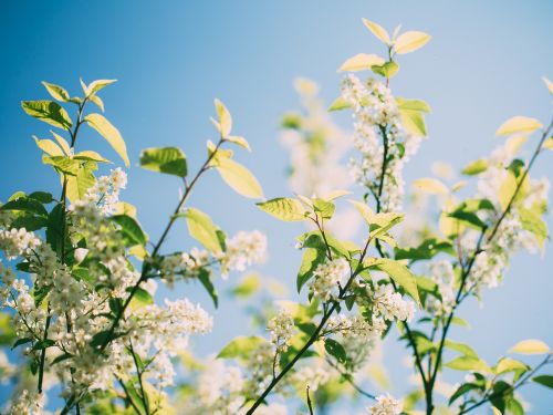 nature green white