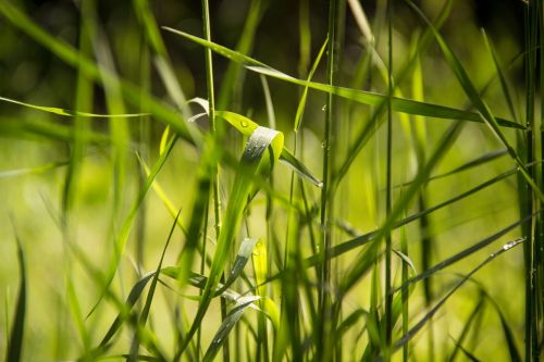 nature grass green