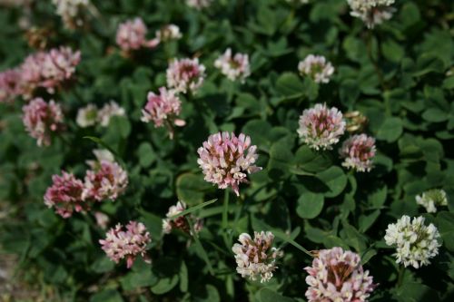 nature flower plant