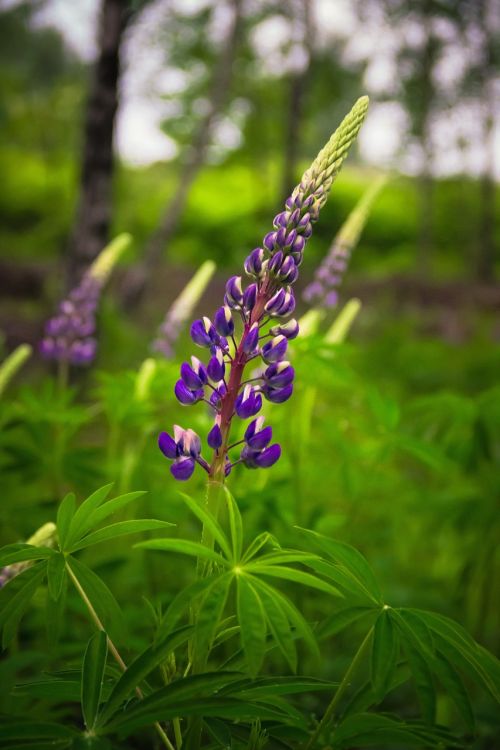 nature flower meadow