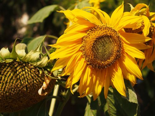 nature sunflower plant