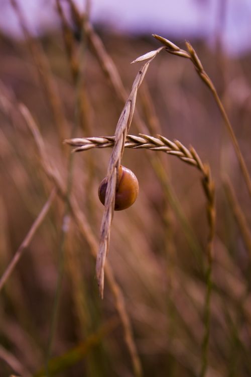 nature macro autumn