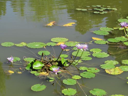 nature water flowers