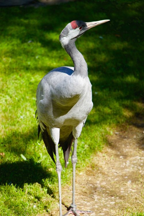 nature animals birds